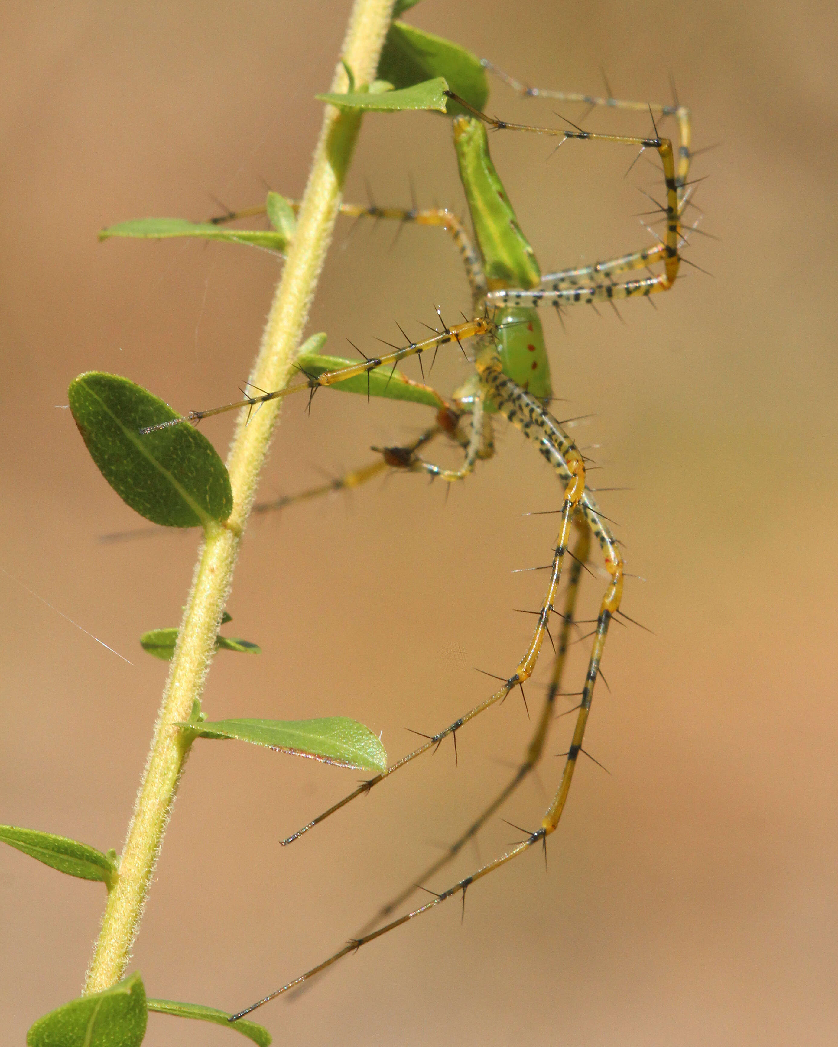 Image of Peucetia