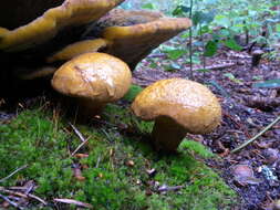 Imagem de Buchwaldoboletus lignicola (Kallenb.) Pilát 1969