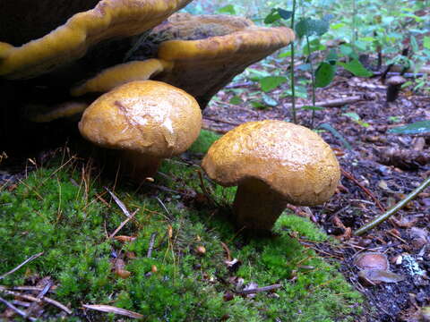 Imagem de Buchwaldoboletus lignicola (Kallenb.) Pilát 1969