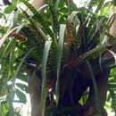 صورة Guzmania vittata (Mart. ex Schult. & Schult. fil.) Mez