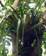 Guzmania vittata (Mart. ex Schult. & Schult. fil.) Mez的圖片