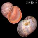 Pomacea maculata Perry 1810 resmi