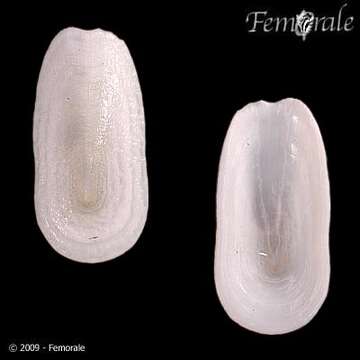 Image of duck-billed limpets