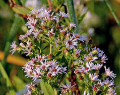 Image of Marsh American-Aster