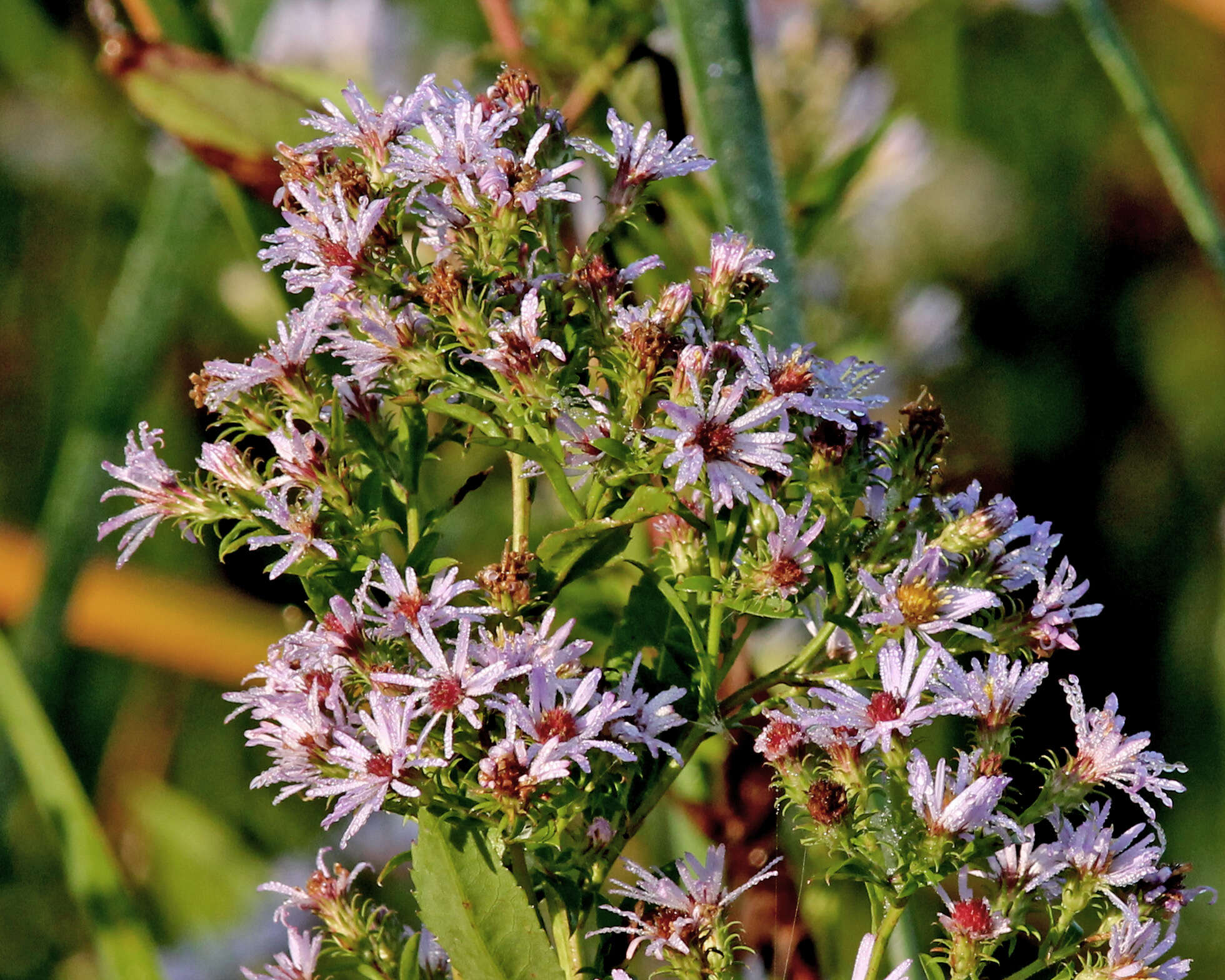 Plancia ëd Symphyotrichum elliottii (Torr. & A. Gray) G. L. Nesom