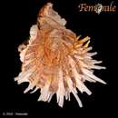 Image of Spondylus virgineus Reeve 1856