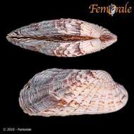 Image of Cardita affinis californica Deshayes 1854