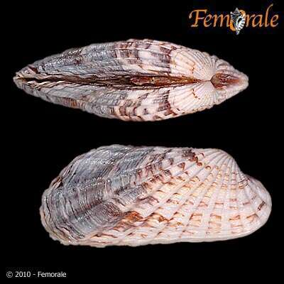 Image of Cardita affinis californica Deshayes 1854