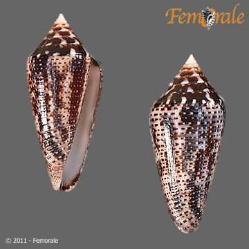 Image of Conasprella Thiele 1929