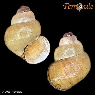 Image of river snails