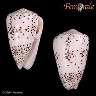 Image of cone snails