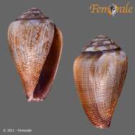 Image of cone snails