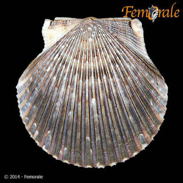 Image of Argopecten Monterosato 1889