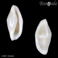 Image of false cowries