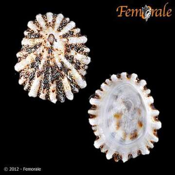 Image of tortoiseshell limpets