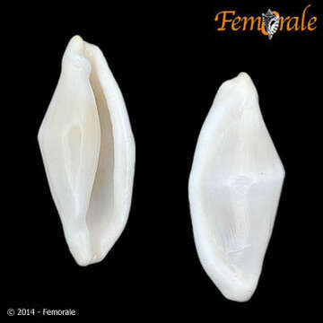 Image of <i>Pseudocyphoma rosenbergi</i> Fehse 2001