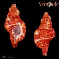 Image of triton shells