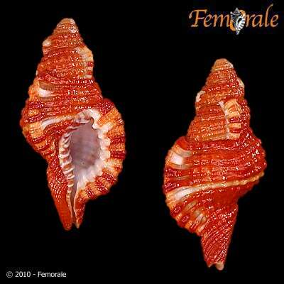 Image of triton shells