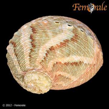 Image of Haliotoidea Rafinesque 1815