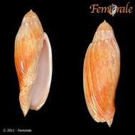 Image of Volutoconus Crosse 1871