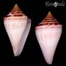 Image of Conus cancellatus finkli Petuch 1987