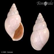 Image of Drymaeus virgulatus (Ferussac 1822)