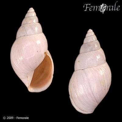Image of Drymaeus virgulatus (Ferussac 1822)