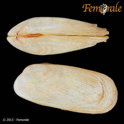 Image de Trapezidae Lamy 1920