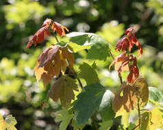 Image of Red Maple