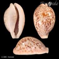 Image of cowrie