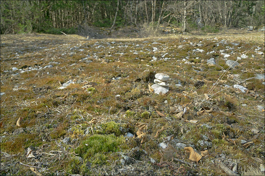 Image of campylopus moss