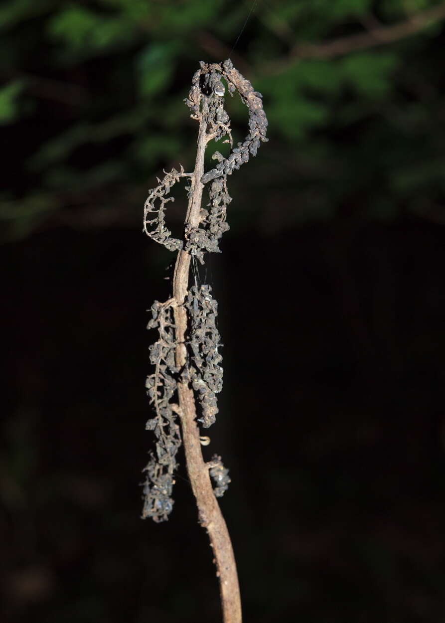 Image of Eupithecia veratraria Herrich-Schäffer