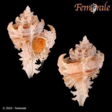 Image of Murex Snails