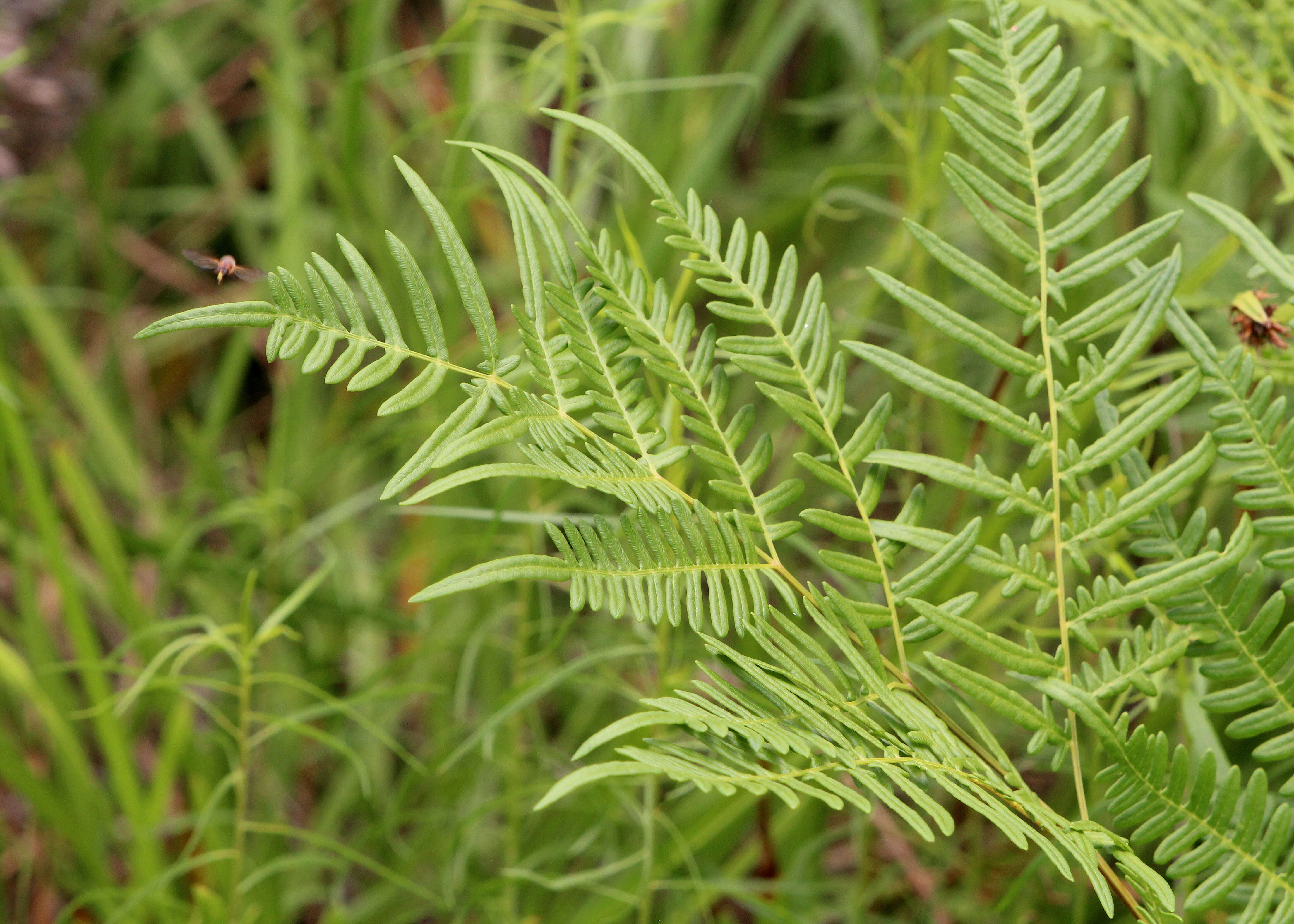 Image of southern brackenfern