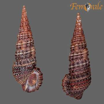 Image of unclassified Gastropoda