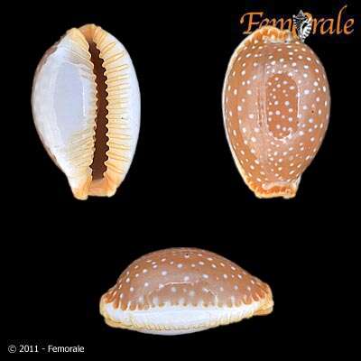 Image of half-extending cowry