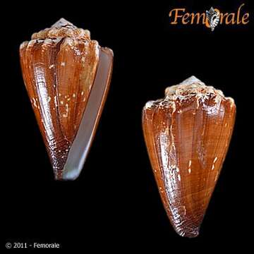 Image de Conus brunneus W. Wood 1828