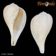 Image of Ficoidea Meek 1864