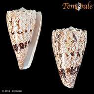 Image of Conus araneosus