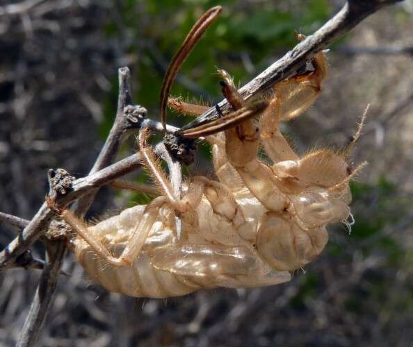 Sivun Cicada barbara (Stal 1866) kuva