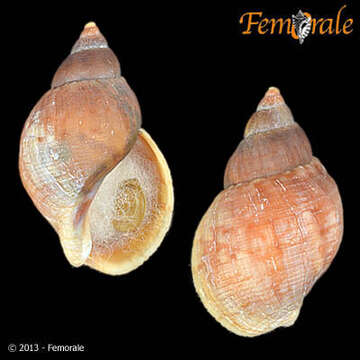 Image of Buccinum Linnaeus 1758