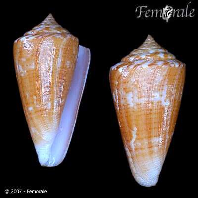 Image of Conus xanthocinctus Petuch 1986