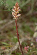 Image of clover broomrape