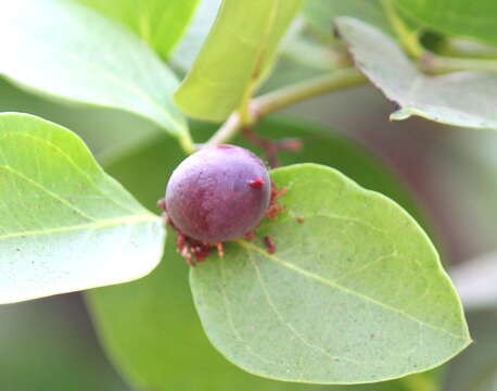 Image de Carissa spinarum L.