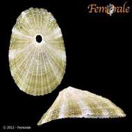 Image de Fissurellidae J. Fleming 1822