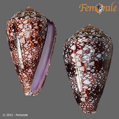 صورة Conus dalli Stearns 1873