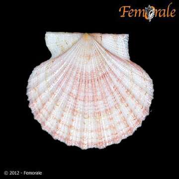 Imagem de Leptopecten Verrill 1897