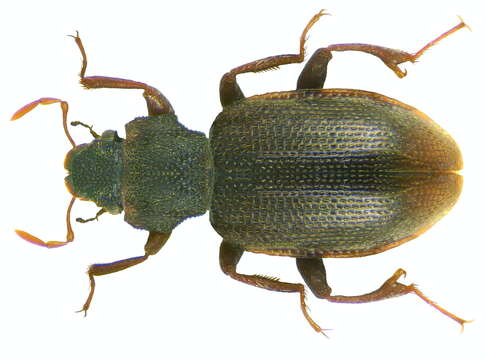 Image of Hydraena (Hydraena) hillaryi Skale & Jäch 2009