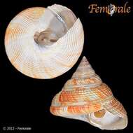 Image of slit shells