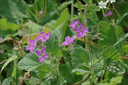 Imagem de Erodium malacoides (L.) L'Her.